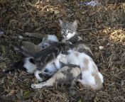 mother cat breastfeeding newborn kittens photo.jpg from breastfeeding cat petsex com siterip