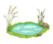 pond with reed and sedge vegetation illustration of swamp with grass on white background wild thickets near the lake vector.jpg from pond