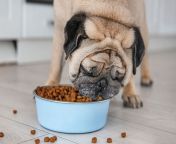 dogfood 2.jpg from pet food