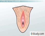 7 206 107200.jpg from vagina peins tamil peins vaginal t