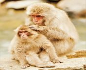 japanese snow monkey macaque mother grooms her young scaled.jpg from japan ဖ