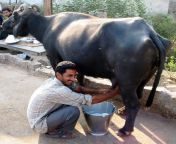 milkman copy.jpg from bufflo milking