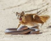 mongoose and snake mohammed jinnah.jpg from snakes fight with mongoose 241 jpg