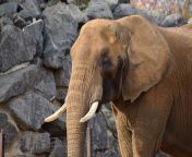 african bush elephant 20.jpg from elifant