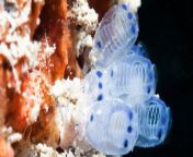 sea squirt.jpg from squirt anima