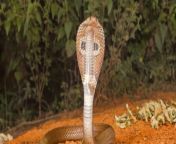spitting cobra header 1024x535.jpg from hariana se snake anima