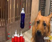 are indian stray dogs afraid of blue and red liquids vets are puzzled photo dailyo291122062030 jpeg from an xigsqwyi