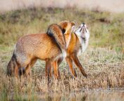 foxes mating season.jpg from fox sex mating