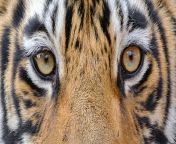 bengal tiger front view eyes.jpg from tiger eyes