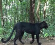 1701323514 black leopard.jpg from বন জংগল সেক্স
