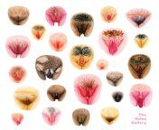 the vulva gallery – vulva variety ii – square image ii.jpg from different types of pussy