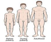 development of man from pre puberty through puberty to adulthood 381182 from puberty penis