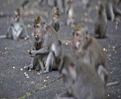 monyet monyet kelaparan di bali apfirdia lisnawati 169 jpegw650 from video nenek hubungan intim bisa masuk sendiri kandungnya yang masuk ke bandungnya sama cucu kandungnya hubungan intim di indonesia neneknya 55 hingga 60 yang di indonesia yang di malaysia jangan umur cucunya 18 hingga