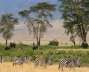 somalia safari wikimedia commons image by gary9.jpg from savanna somali