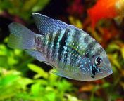 blue acara cichlid fish.jpg from acara
