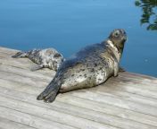 harbour seal pup with mom on dock credit leigh negin jpglossy1strip1webp0 from 1st time seal 16 age