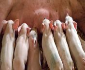 lactancia en cerdos.jpg from woman amamantando cerdo