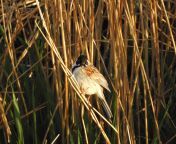 reed bunting 1 4 4 22.jpg from bbs hairy
