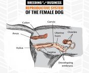 female dog reproductive system.png from 10 to 13 sexual dogsex indonesia sex japanese