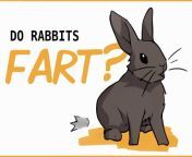 rabbit farts featured.jpg from bunny fart