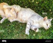cat breastfeeding kitten on grass 2c9f7g9.jpg from breast feeding cat