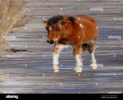 wild pony foal walking on the life of the marsh nature trail boardwalk assateague national seashore maryland usa 2gam1k5.jpg from feral and foal walk along the beach on vieques island off puerto rico jpg