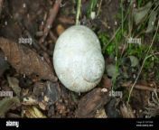 top view of a white snail shell on a wet moist ground covered by dry leaves 2gty9gb.jpg from moist shell
