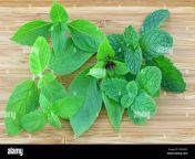 different types of basil and mint leaves on a wooden background thai sweet basil hairy lemon basil holy basil spearmint asian mint kitchen mint 2fkap9c.jpg from xxx five mint moviesri tailor nude敵澶氾拷鍞筹æ