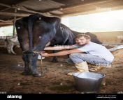 where did you think milk came from full length portrait of a young male farmhand milking a cow in the barn 2k2gjrx.jpg from man sex bafelo milk