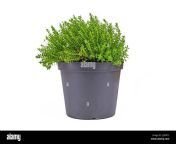 potted hebe armstrongii garden plant on white background 2j3pr7c.jpg from hebe flat nude young old and 40