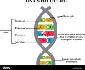 dna structuredna with its components cytosineguanineadenine thymine nitrogenous base of dnaeducational content for biology and medcine students 2j9hbew.jpg from 20indna