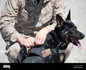 marine cpl scott morrison connects a lead to combat tracker rita a german shepherd at the marine corps base at camp pendleton calif thursday july 19 2012 the marine corps has created its first police battalion the specialized force made up of 550 military police officers and 29 dogs will be able to land within three days at any hot spot on the globe to gather evidence and intelligence to take down criminal networks and do other law enforcement work its creation is a key part of the marine corps historic restructuring to become a leaner more specialized force after fighting landloc 2n9dx0g.jpg from cpl rita