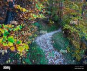 trail in okreselj forest julian alps slovenia central europe 2wke7c2.jpg from xxx xxx xxx laef okrse xxx video