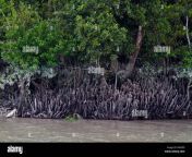the sundarbans a unesco world heritage site and a wildlife sanctuary the largest littoral mangrove forest in the world bagerhat bangladesh p8aefd.jpg from bagerhat shetu jungle