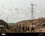 matuail garbage dump yard in dhaka bangladesh it received 1500 tones of waste per day and the site is now one of the best examples of a controlled w pdt8ae.jpg from www free bangladesh dhaka matuyail mukta mamun gopoun axx nakt video xxxxxx