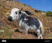 yak or nak pasture on grass hills in himalayas animals in nepal r83mj7.jpg from nepali nak