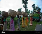 female workers carry basket of tea leaves at tea garden at chunarighat habiganj bangladesh r17xg2.jpg from bangladesh habiganj school dex