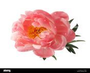 beautiful pink peony flower isolated on white background t7ghjt.jpg from pink six peon