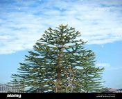 beautiful pine trees growing near to the house blue spring sky and a beautiful fir tree t091cm.jpg from like beautiful firs