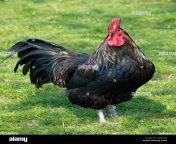 big black rooster cock in grass field bathmen gelderland the netherlands aar1nf.jpg from cock