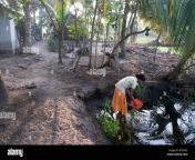 keralan woman washing dishes in river outside family home in the backwaters bcpdkg.jpg from kerala outdoor village fu
