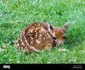 a fawn a baby deer left in the open the fawn is laying curled up in bm6m0d.jpg from 卓资县哪里有小妹找靠谱的小姐微信▷4534969选人进网站ym77 cc卓资县怎么找小姐美丽的传说 卓资县小姐特殊上门 fawn