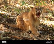 a wild mountain lion giving a deep growl c86w3x.jpg from deep page cougar