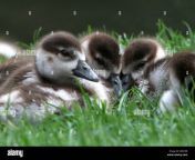 three young egyptian geese alopochen aegyptiaca ozing and huddling db470b.jpg from ozing