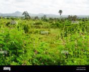 bush and plants in nigeria edo state e8wam6.jpg from naija bush se