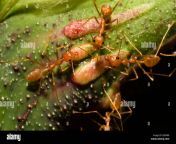 oecophylla spec oecophylla spec weaver ants in rainforest india andaman ebx4r8.jpg from 免实名物理服务器认准老五tg@sawyer0725✔免实名云服务器认准老五tg@sawyer0725✔ spec