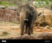 african elephant front view in captivity ef8ycx.jpg from alephant