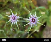 flora of gran canaria tragopogon porrifolius purple salsify flowers enh3d6.jpg from ghar ekn dar hlaing