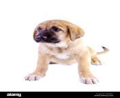 puppy of the spanish mastiff isolated on a white background g0aabc.jpg from desi cute masbtin
