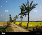 date palm trees both sides of the dirt path in jessore bangladesh j232c1.jpg from www xxx video bangla jessor eite aktar rama chowgachaোয়েল